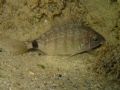 Diplodus annularis